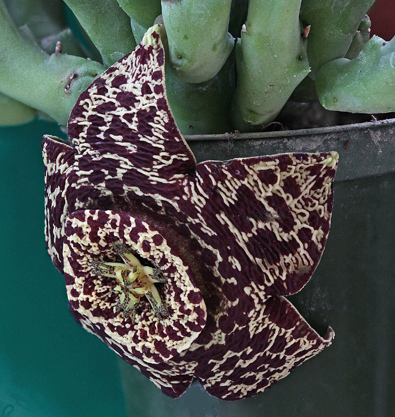 Orbea variegata